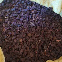 کشمش عسگری|خوردنی و آشامیدنی|قزوین, |دیوار