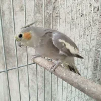 سلام یک عدد عروس هلندی خاکستری بسیار ارام
