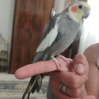 ع ر و س|پرنده|طرقبه, |دیوار