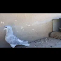 خوشرنگ سرخ کاکل ،یال سرخ کاکل