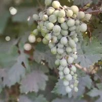 غوره