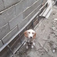 سگ دنبلانی|سگ|صادق آباد, |دیوار