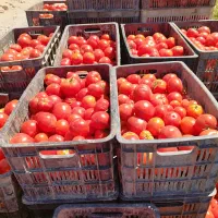 خیار خیارشوری مستقیم از سر زمین|خوردنی و آشامیدنی|مشهد, میان ولایت|دیوار