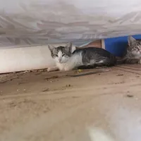 واگذاری گربه دو ماهه