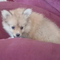 سگ پیدا شده