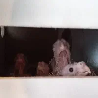 جفت عروس هلندی نر سیامون، ماده، گل باقالی|پرنده|قوچان, |دیوار