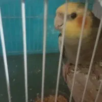 عروس هلندی گمشده تو سجاد