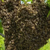 عسل طبیعی ۱۰۰ درصد خالص