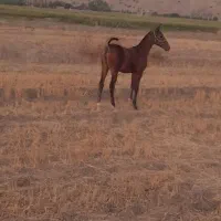 دوعددکره مادیان|اسب و تجهیزات اسب‌سواری|شیراز, اکبر آباد|دیوار