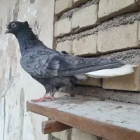 کبوتر|پرنده|اهواز, منازل کارون|دیوار