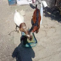 2عدد چپشت پاکستانی چاق به فروش می رسد|حیوانات مزرعه|میناب, |دیوار