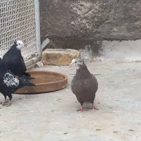 کبوتر کفتر رنگی|پرنده|قم, سراجه (۱۵ خرداد)|دیوار