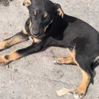 سگ دوبرمن