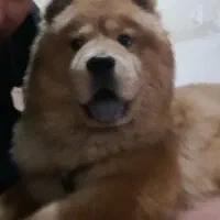 سگ چاو چاو|سگ|تبریز, |دیوار