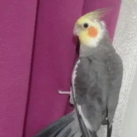 عروس هلندی|پرنده|تهران, شهرک صادقیه|دیوار