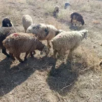 سی چهل تا بره نر و ماده سبک، هم تکی برای کشت