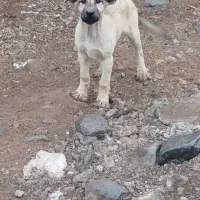 سرابی ماده 3ماهه