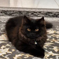 گربه میکس پرشین و اسکاتیش