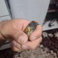 گلبسر نر|پرنده|سرپل ذهاب, |دیوار