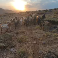 ۱۵‌راس‌بز‌داشتی