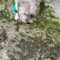 واگذاری یک عددحیوان خانگی ماده