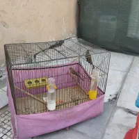 قناری  جوجه