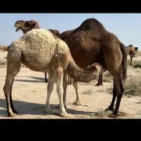 شیر و دوغ شتر (درمان کبد چرب آسم )  ارگانیک کلاته