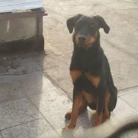 سگ دوبرمن ماده و پا کوتاه