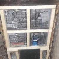قفس پرنده
