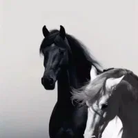 هدیه