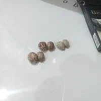 مهرم ماراصلی
