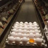 استخدام کارگر مرغداری خانواده
