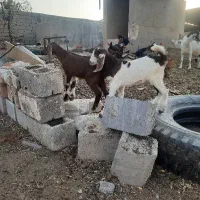 کهره دوقلو
