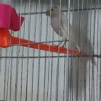 ۱۱ عدد قناری ..|پرنده|بروجرد, |دیوار