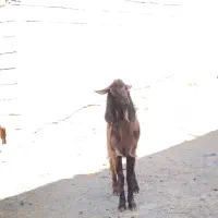 بزنر پاکستانی دوقلوزا پلنکی