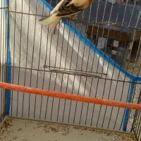 قناری ابلغ سرخ نر