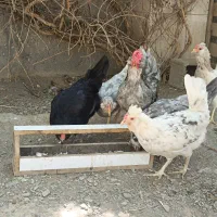 تخم نطفه دار برهما،و تخم گلین طوسی|حیوانات مزرعه|مشهد, موسوی قوچانی|دیوار