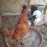 مرغ و خروس گلین ۴ ماهه