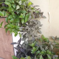گل طبیعی زیبا