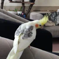 عروس هلندی دو کت بالغ سخنگو