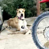 واگزاری سگ افغان