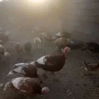 ۶ عدد بوقلمون نر  محلی