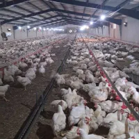 جهت کار در مرغداری گوشتی