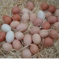 تخم مرغ محلی تازه اورگانیک