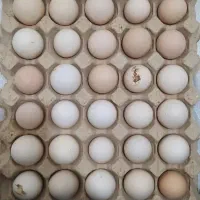 فروش تخم مرغ محلی