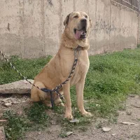 سگ نگهبان از هیچی نمیترسه واکسن خورده