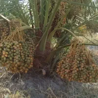 خرما رو مستقیم از باغ دار خرید کنید