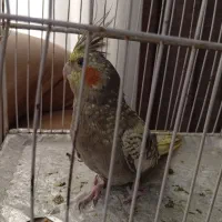 عروس هلندی نر