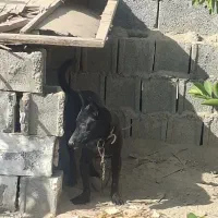 سگ مالینیویز|سگ|سعدآباد, |دیوار