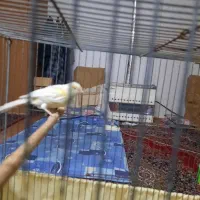 قناری ماده مناسب